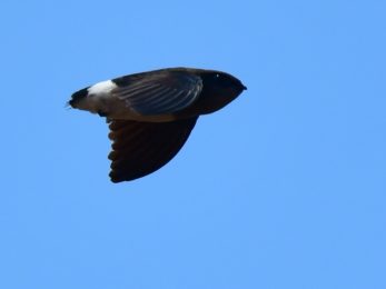 Bohms Spinetail Adult - Panda Mozambique