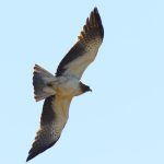 Booted Eagle - Addo