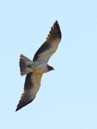 Booted Eagle - Addo