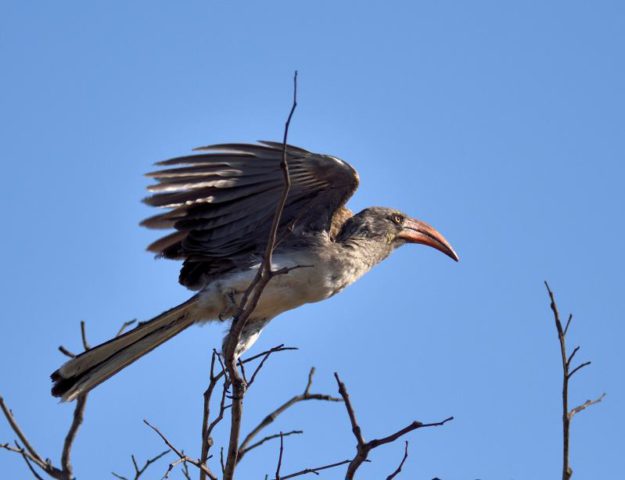 Bradfields Hornbill - Shamvura