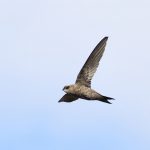 Bradfields Swift - Omaruru