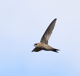 Bradfields Swift - Omaruru