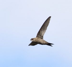 Bradfields Swift - Omaruru