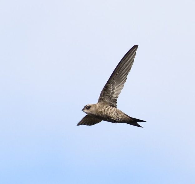 Bradfields Swift - Omaruru