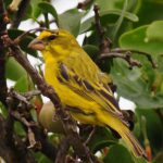 Brimstone Canary - Chidenguele