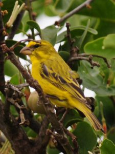 Brimstone Canary - Chidenguele