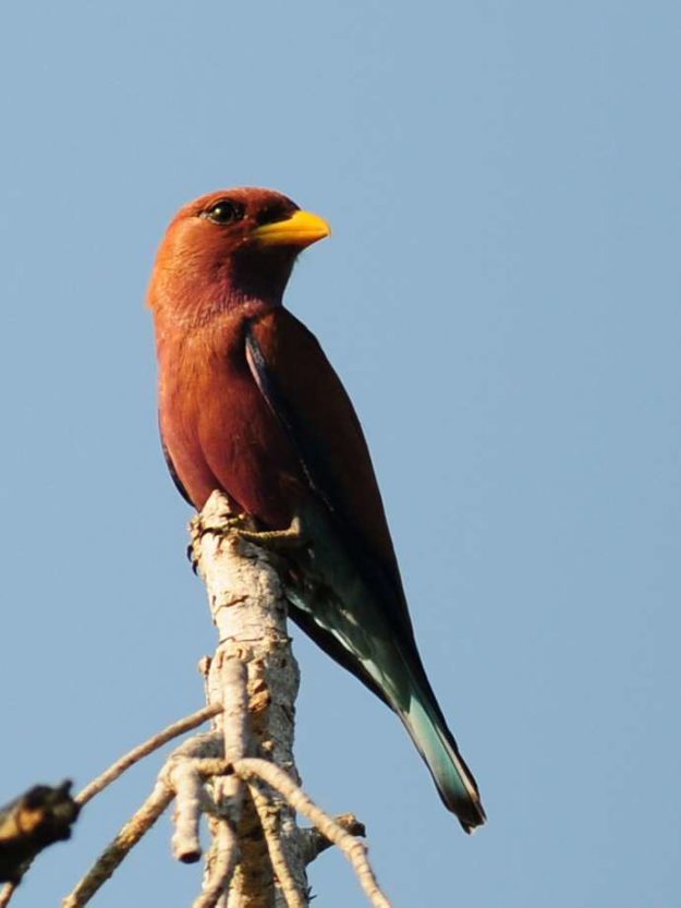 Broad-Billed Roller - Ndumo