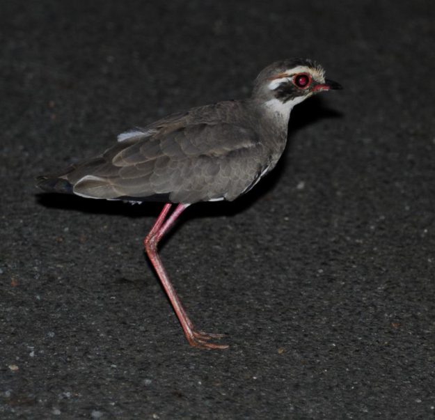 Bronze-Winged Courser - Mkhuze