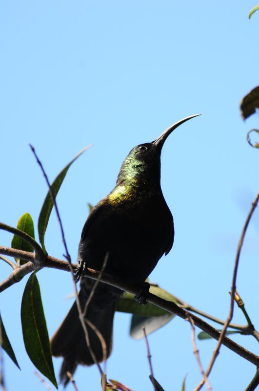 Bronzy Sunbird - Bvumba