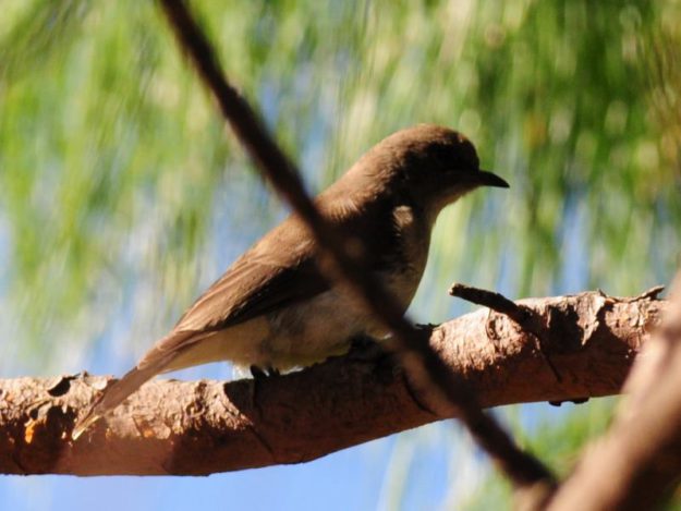 Brown-Backed Honeybird - Drakensberg
