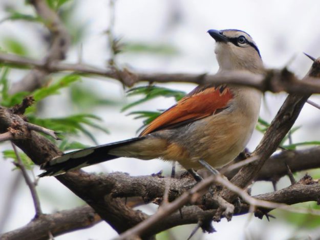 Brown-Crowned Tchagra - Pilanesberg