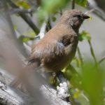 Brown Firefinch - Chobe