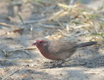 Brown Firefinch - Kalizo
