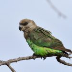 Brown-Headed Parrot - Kruger Park
