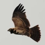 Brown Snake Eagle - Hluhluwe