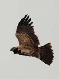 Brown Snake Eagle - Hluhluwe