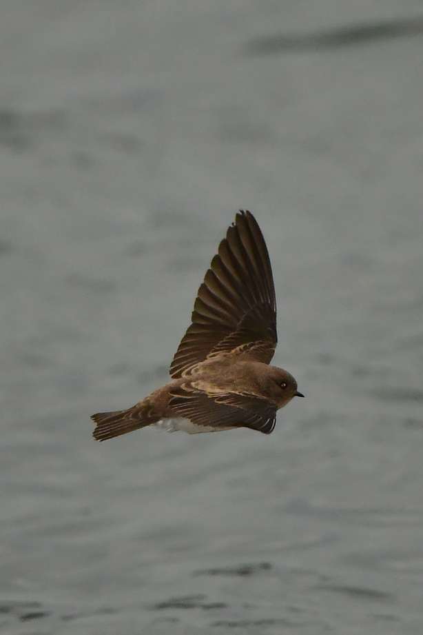 Brown-Throated Martin - Stanger