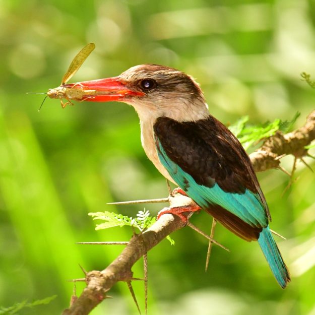 Brown-hooded Kingfisher - Mbuluzi