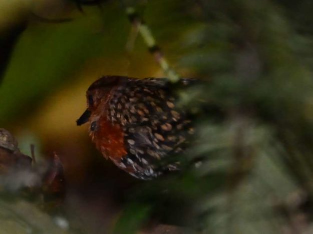 Buff Spotted Flufftail - Bvumba