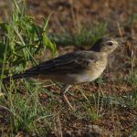 Buffy Pipit - Pilanesberg