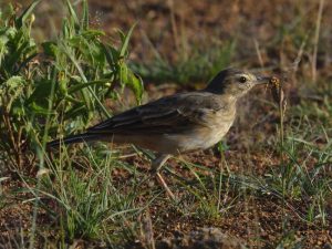 Buffy Pipit - Pilanesberg