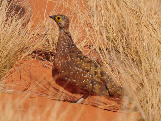 Burchells Sandgrouse - Kgalagadi