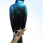 Burchell's Starling - Hlane