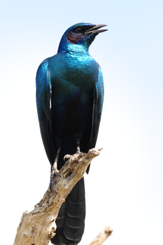 Burchell's Starling - Hlane