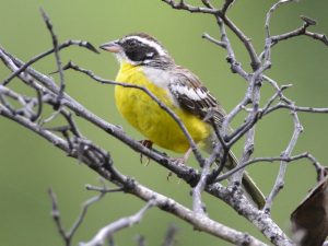 Cabanis Bunting - Mutare