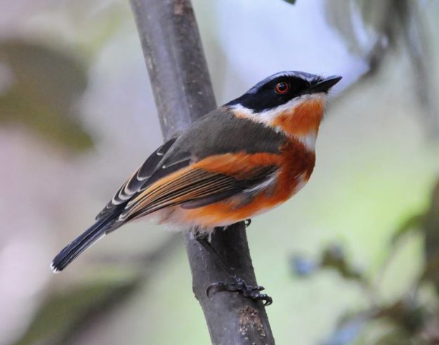 Cape Batis - Ithala