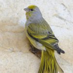 Cape Canary - Koue Bokkeveld