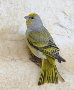 Cape Canary - Koue Bokkeveld