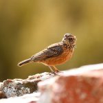Cape Clapper Lark - Kagga Kamma