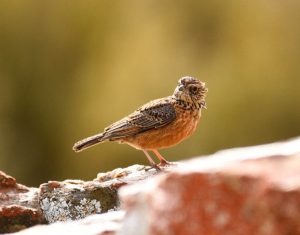 Cape Clapper Lark - Kagga Kamma