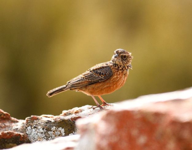 Cape Clapper Lark - Kagga Kamma