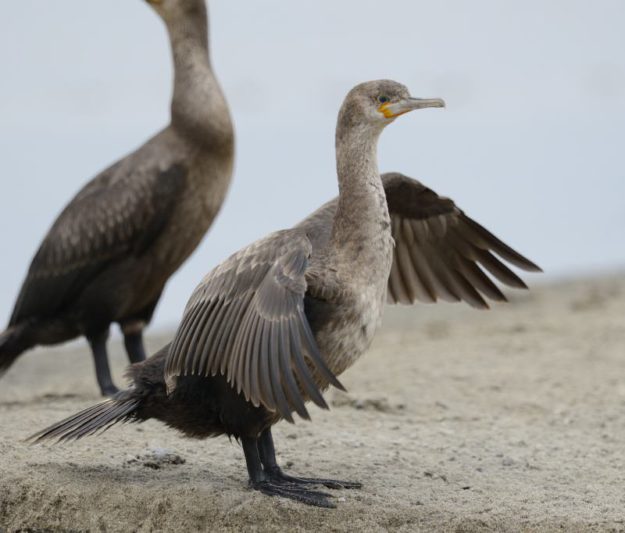 Cape Cormorant - Walvis Bay