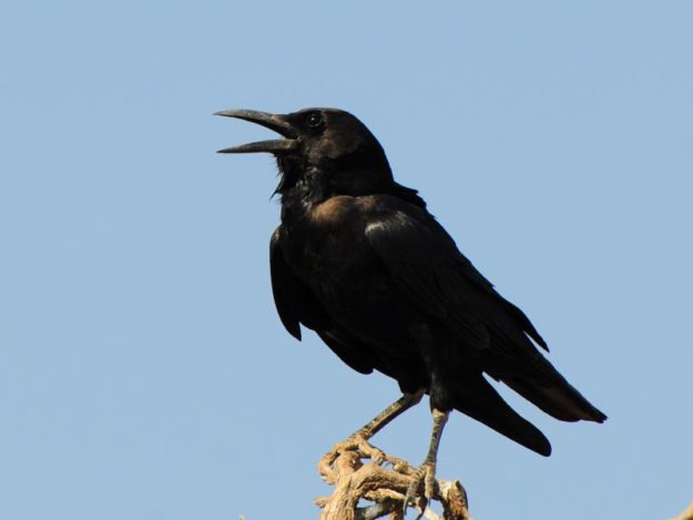 Cape Crow - Kgalagadi