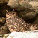 Cape Eagle Owl - Grahamstown