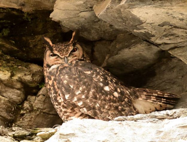 Cape Eagle Owl - Grahamstown