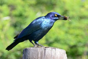 Cape Glossy Starling - Imfolozi