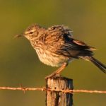 Cape Long-billed Lark - Lamberts bay