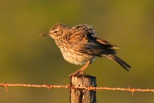 Cape Long-billed Lark - Lamberts bay