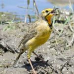 Cape Longclaw - Mafikeng