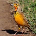 Cape Longclaw - Tala