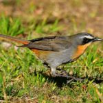 Cape Robin-Chat - Giants Castle