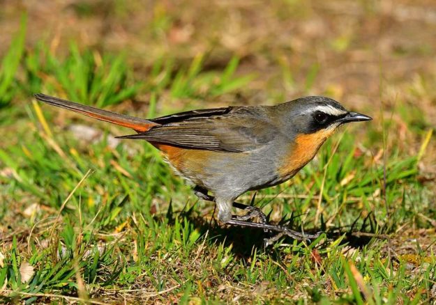 Cape Robin-Chat - Giants Castle