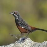 Cape Rockjumper - Sir Lowrys Pass