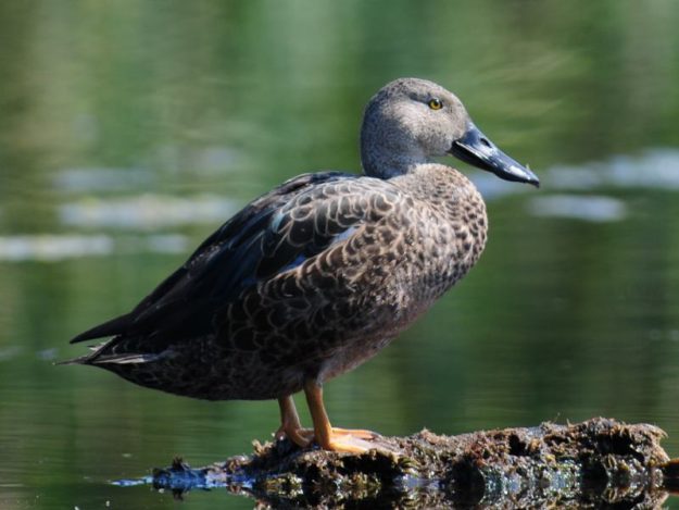 Cape Shoveller - Marievale