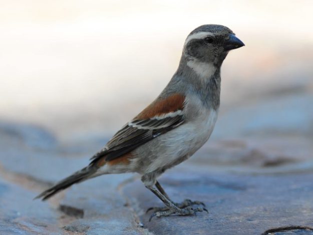 Cape Sparrow - Kgalagadi