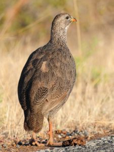 Cape Spurfowl - Langebaan
